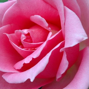 Онлайн магазин за рози - Чайно хибридни рози  - розов - Pоза Айфелова Кула - много интензивен аромат - Армстронг,Дейвид Л Суим,Хеерберт С - Ранно цъвтят,приятно ароматизирани цветя.